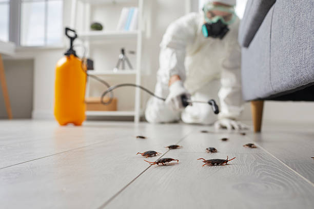 Post-Treatment Bed Bug Interceptor Monitoring in Sand Hill
